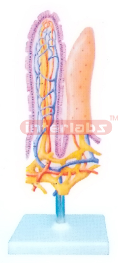 HUMAN THREE DIMENSIONAL MODEL OF INTESTINAL VILLUS